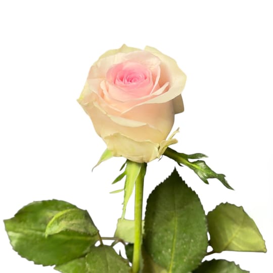 Pink rose Kenia by piece – flower delivery in Kyiv (Kiev)