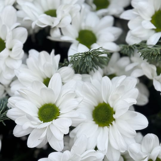 Подих зими – доставка квітів у Жирова