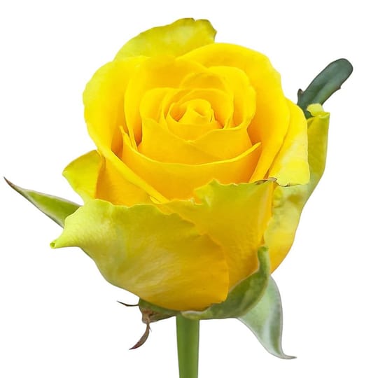 Yellow roses by piece – flower delivery in Darmstadt