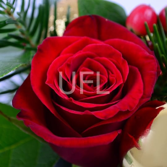 Подарок на Рождество – доставка цветов в Киев