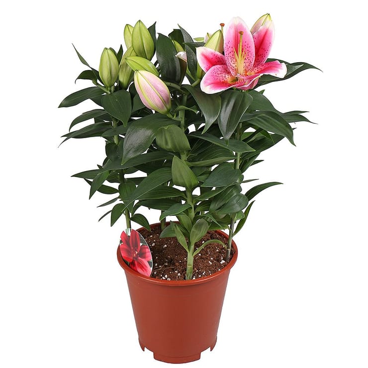 Lily in a pot, Kyiv (Kiev)