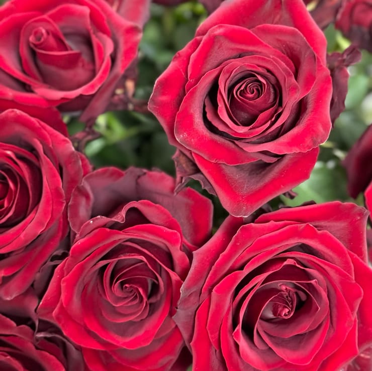 Троянда червона Explorer 90 см – доставка квітів у Долина