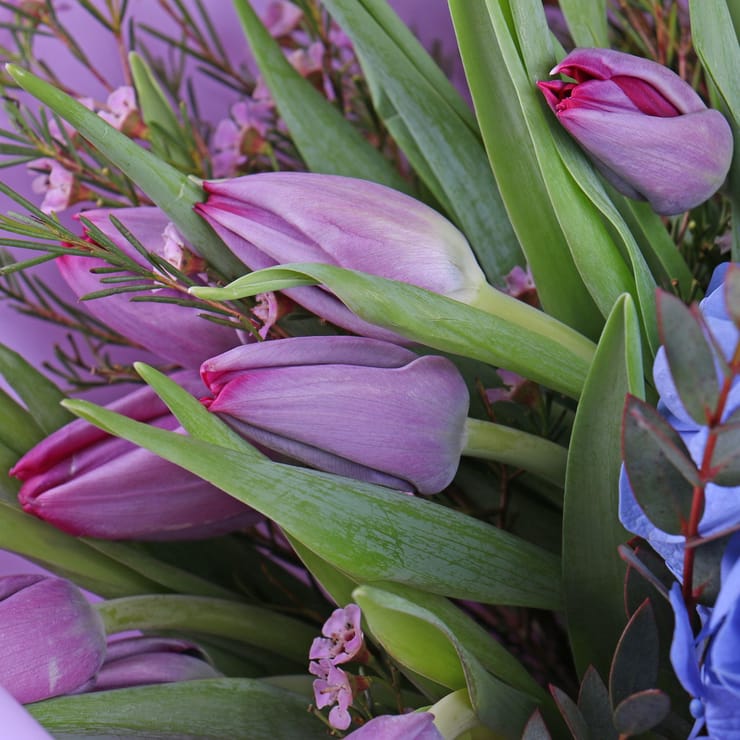 Блакитна гортензія і тюльпани – доставка квітів у Абдалі