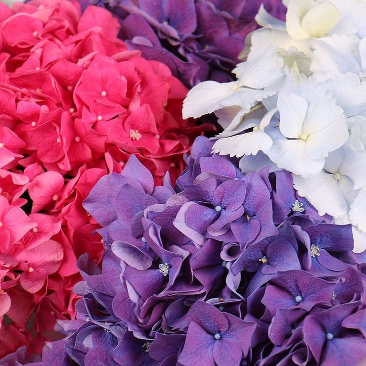 Букет з 11 гортензій – доставка квітів у Аваруа