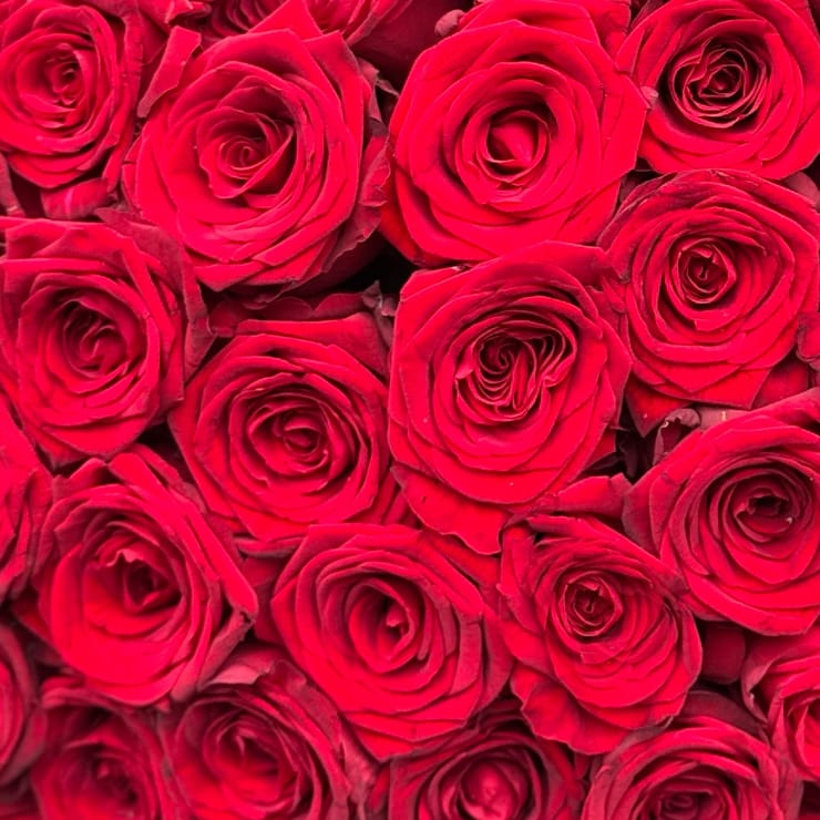 51 red roses  – flower delivery in Volnyansk