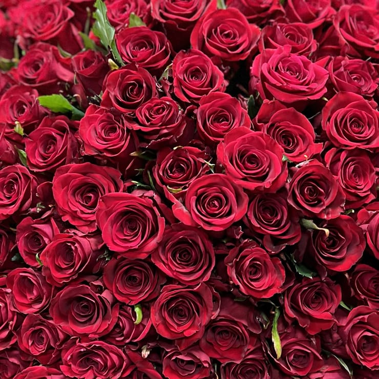 151 red roses – flower delivery in Volnyansk