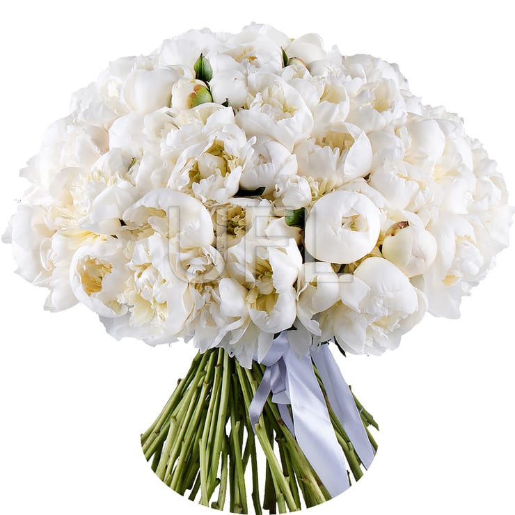 101 white peony – flower delivery in Znamenka