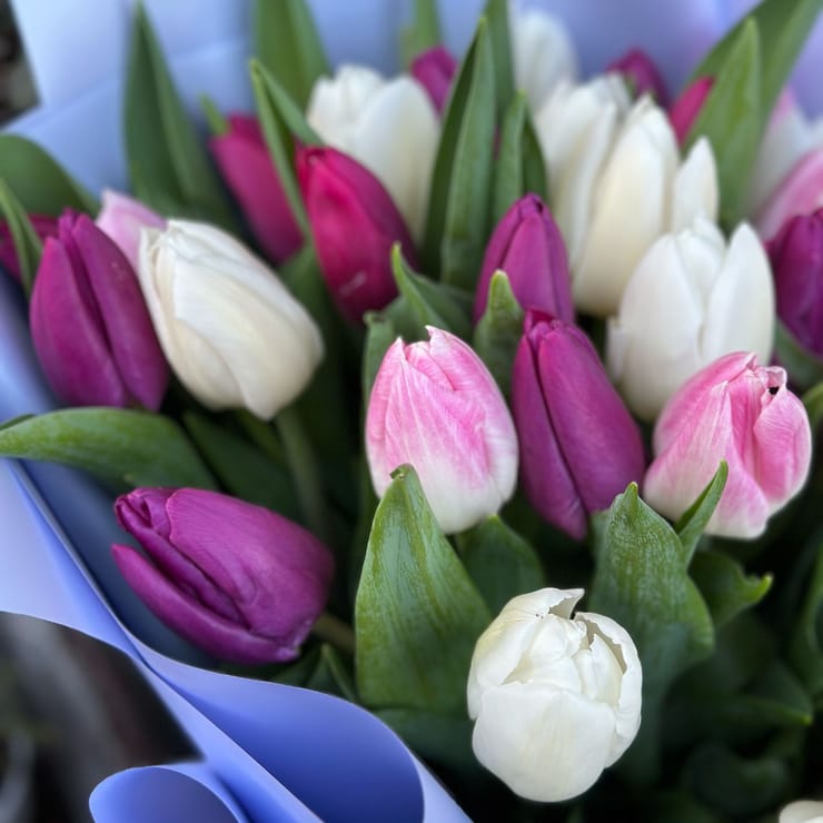 35 tulips mix – flower delivery in Ri