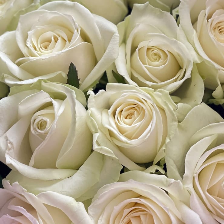 Bouquet 25 white roses – flower delivery in Kirovsk (Ukraine)