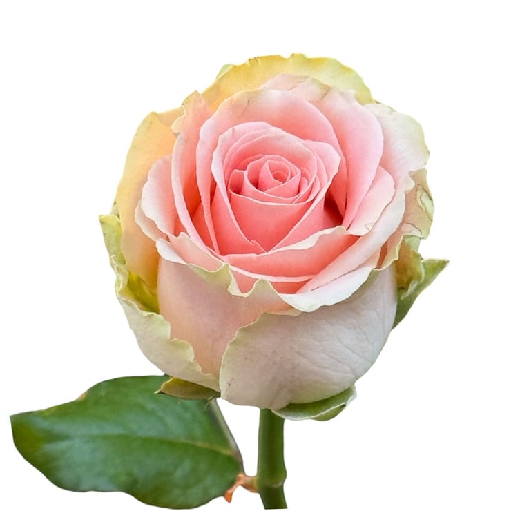 Персиковая роза поштучно Дорис Дей 60см – доставка цветов в Йорк (США)