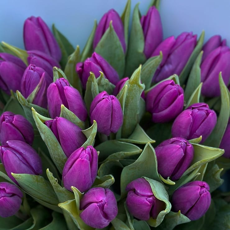 29 purple tulips – flower delivery in Wilhelmsfeld