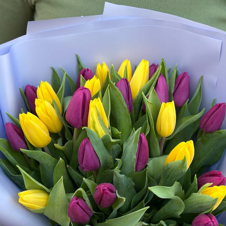 25 yellow and purple tulips – flower delivery in Albina