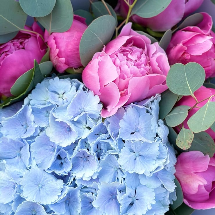 Квітуча симфонія гортензії з півоніями 🌸 – доставка квітів у Давос