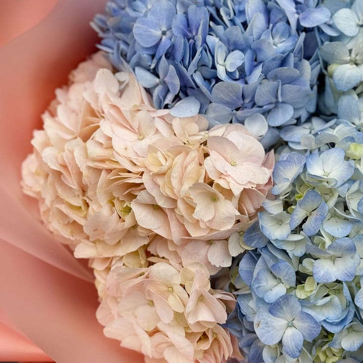 Букет квітів 5 гортензій – доставка квітів у Аваруа