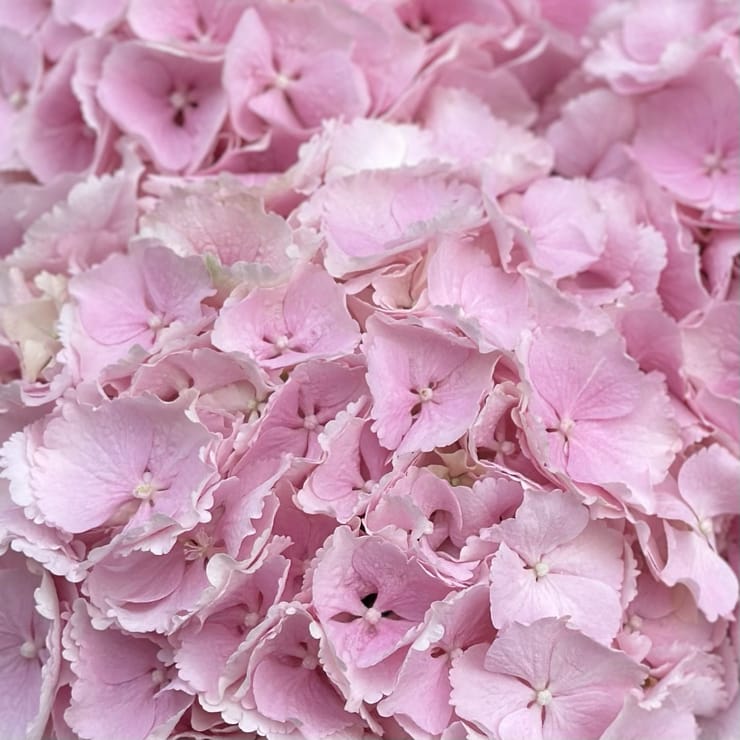 3 рожеві гортензії – доставка квітів у Аваруа