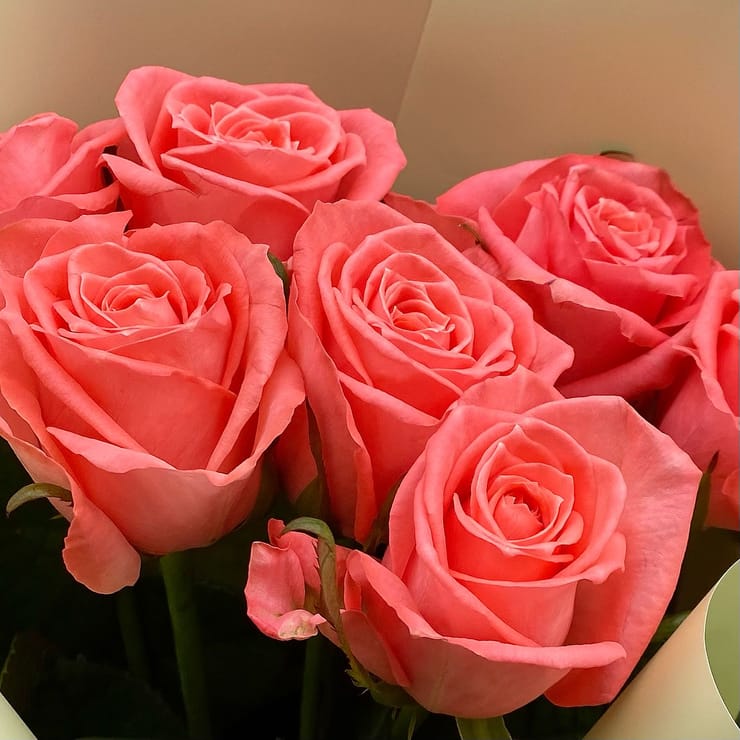 7 коралових троянд – доставка квітів у Славута