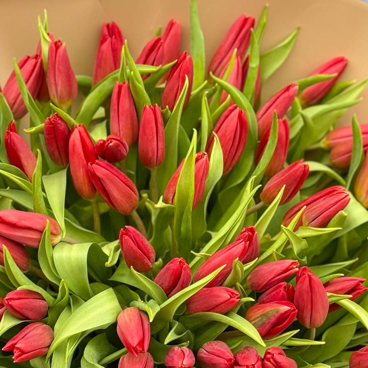101 red tulips – flower delivery in Faetano