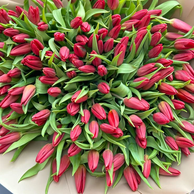 151 red tulips – flower delivery in Aumuhle