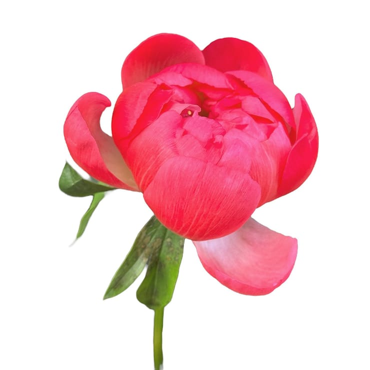 Peony coral by piece – flower delivery in Yubileynoye (Dnepropetrovsk, Ukraine)