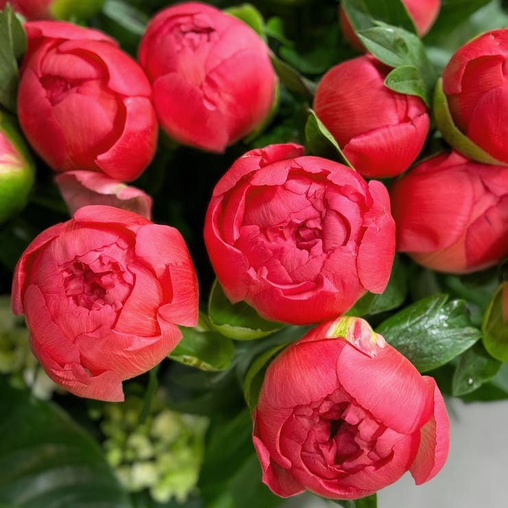 Peony coral by piece – flower delivery in Yubileynoye (Dnepropetrovsk, Ukraine)