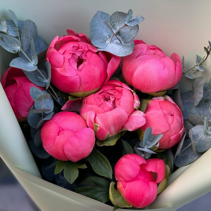 7 коралловых пионов (импорт), Нарва