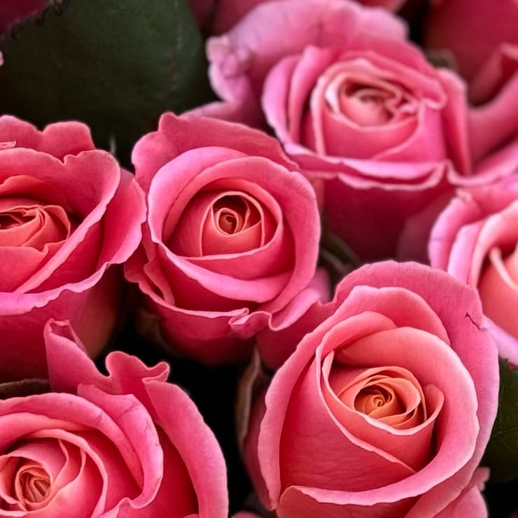 101 coral roses – flower delivery in Yubileynoye (Dnepropetrovsk, Ukraine)