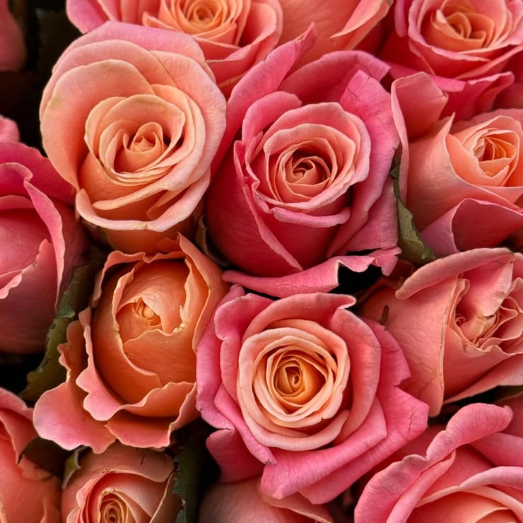 25 коралових троянд – доставка квітів у Мока