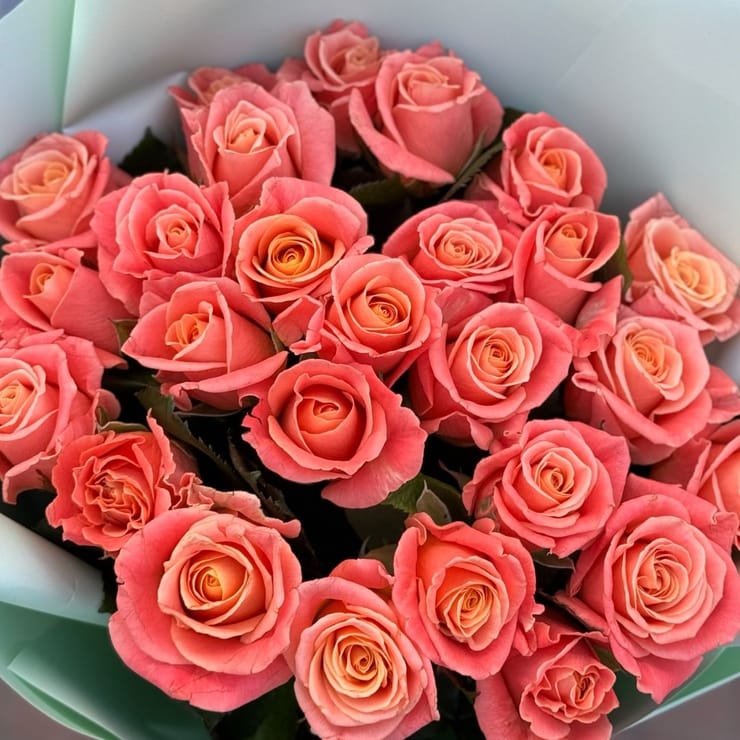 25 coral roses – flower delivery in Yubileynoye (Dnepropetrovsk, Ukraine)