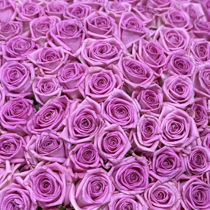 101 рожева троянда в коробці – доставка квітів у Шепетівка