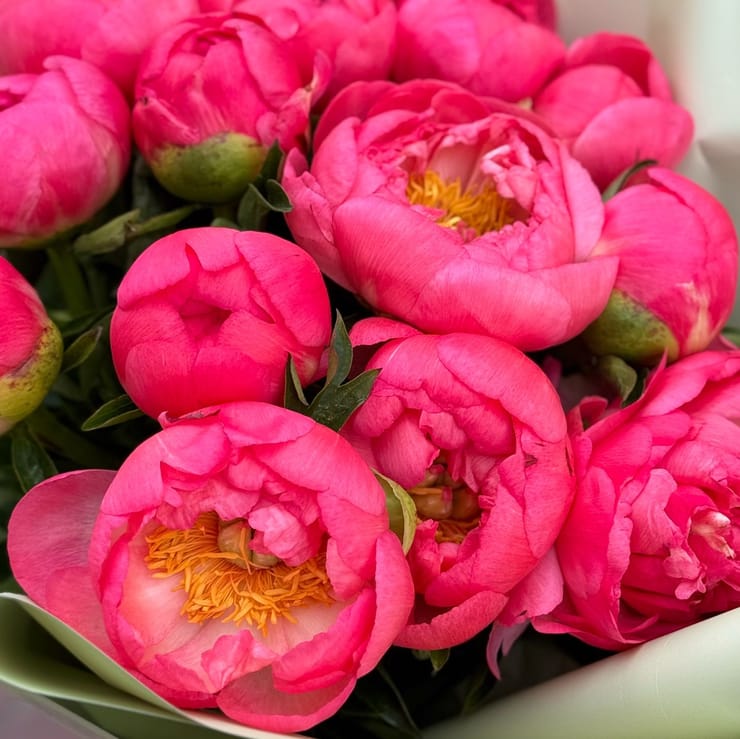 15 coral peonies – flower delivery in Razdolnoe