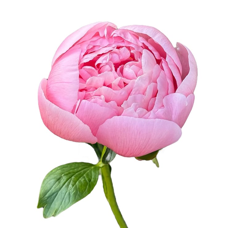 Peony Salmon Pink by piece – flower delivery in Yubileynoye (Dnepropetrovsk, Ukraine)