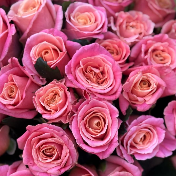 51 coral roses – flower delivery in Leukerbad