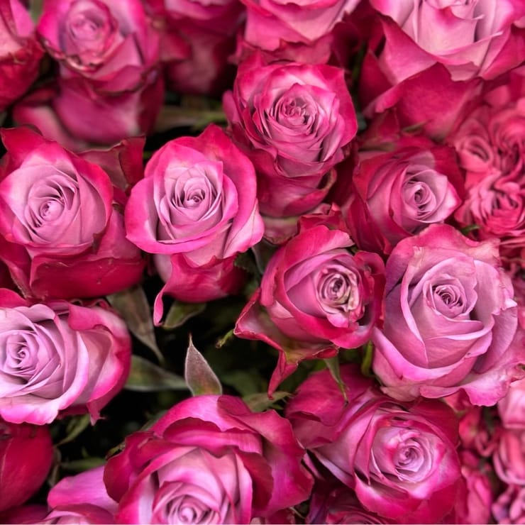 Rose Deep Purple поштучно – flower delivery in Kiev - Local district