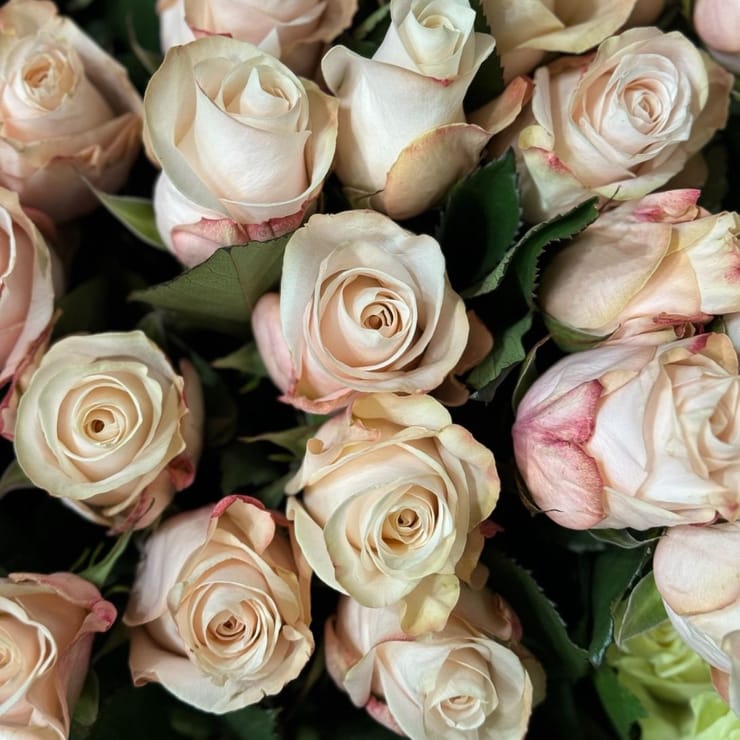 Rose Pomarosa by piece – flower delivery in Kiev - Local district