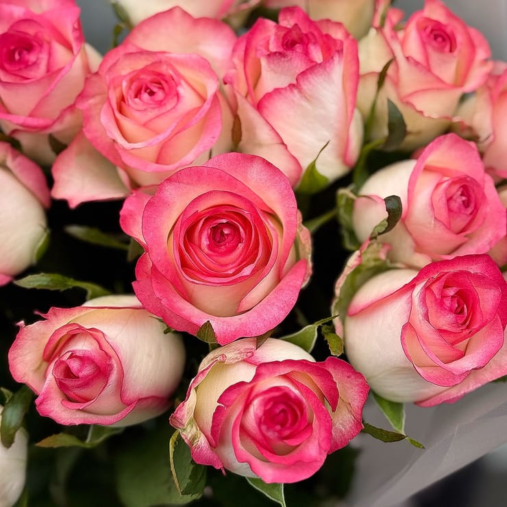 21 roses Jumilia – flower delivery in Starobelsk