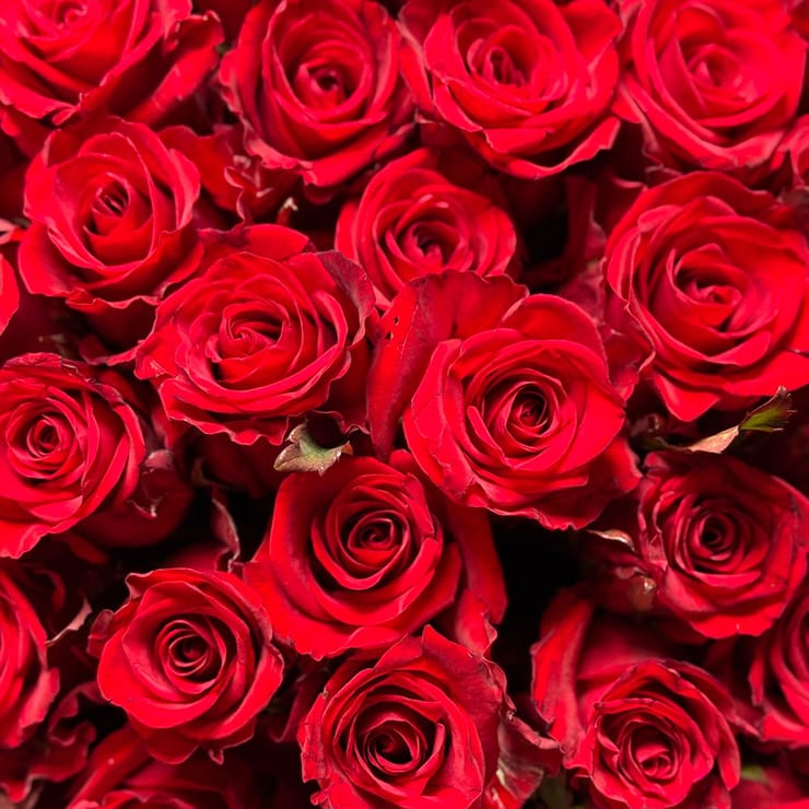 51 красная роза в черной упаковке – доставка цветов в Фано