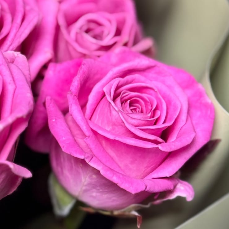 11 pink roses – flower delivery in Starobelsk