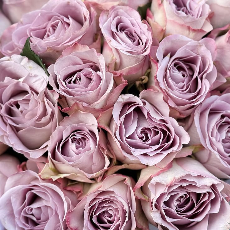 Букет 25 троянд Меморі Лейн – доставка квітів у Сквира