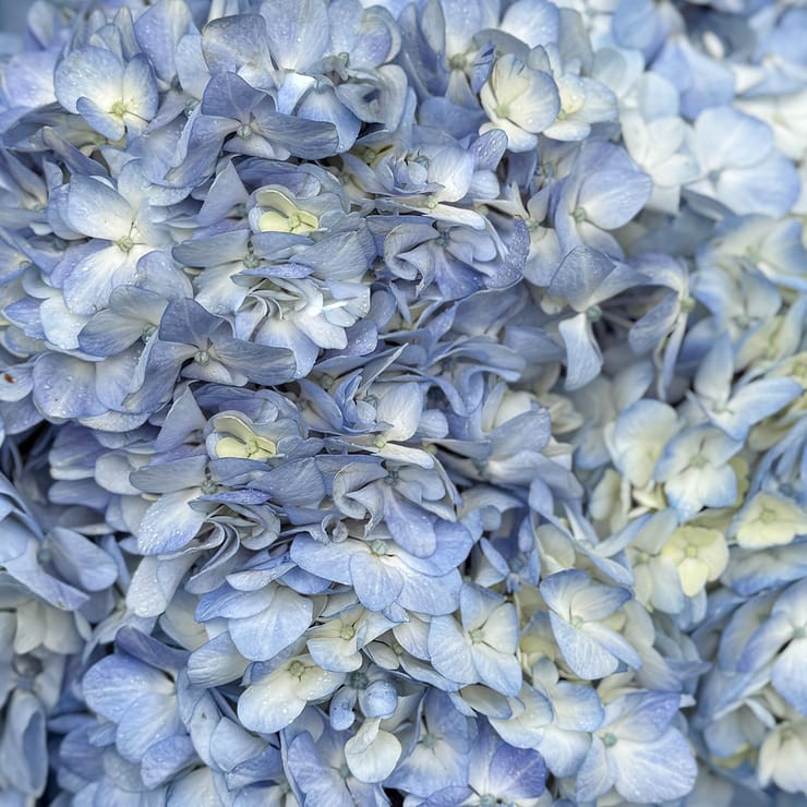 Букет блакитних гортензій – доставка квітів у Аваруа