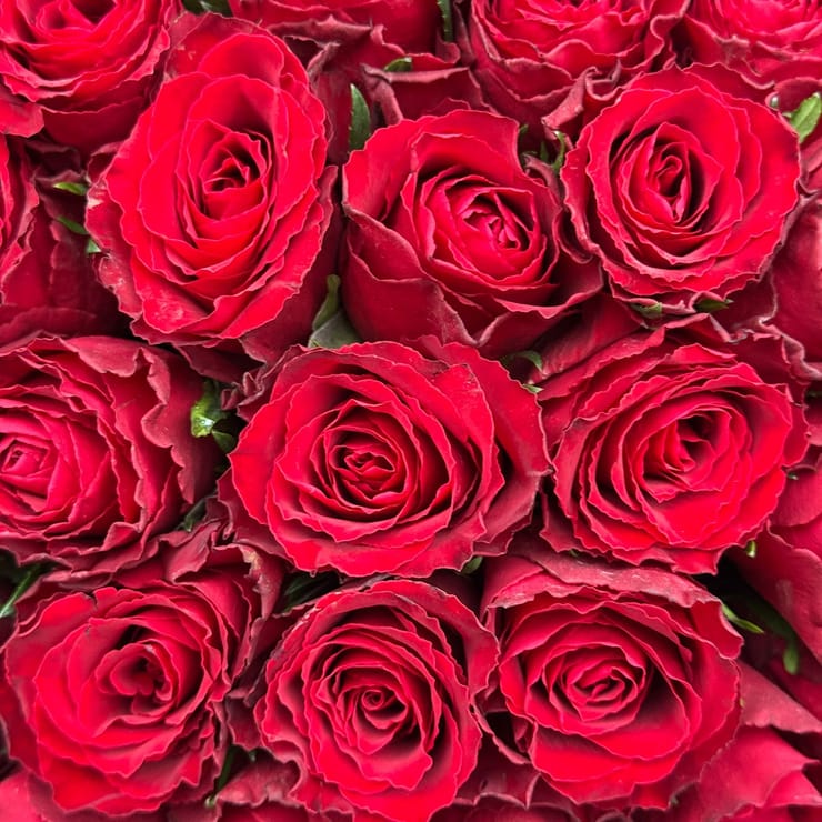 51 красная роза Кения – доставка цветов в Юбилейное (Запорожская область)