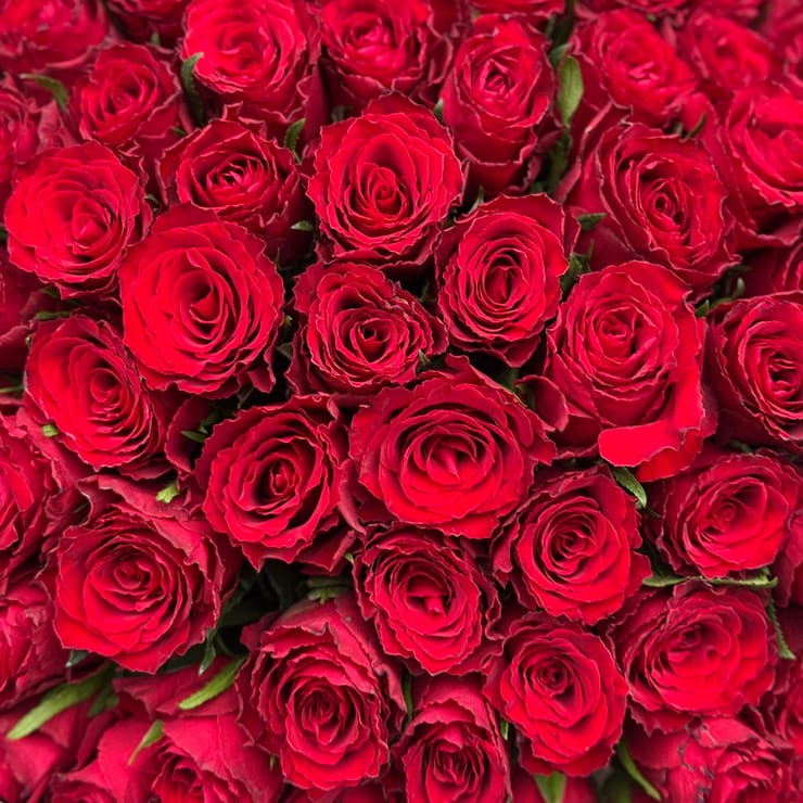 101 красная роза Кения – доставка цветов в Юбилейное (Запорожская область)