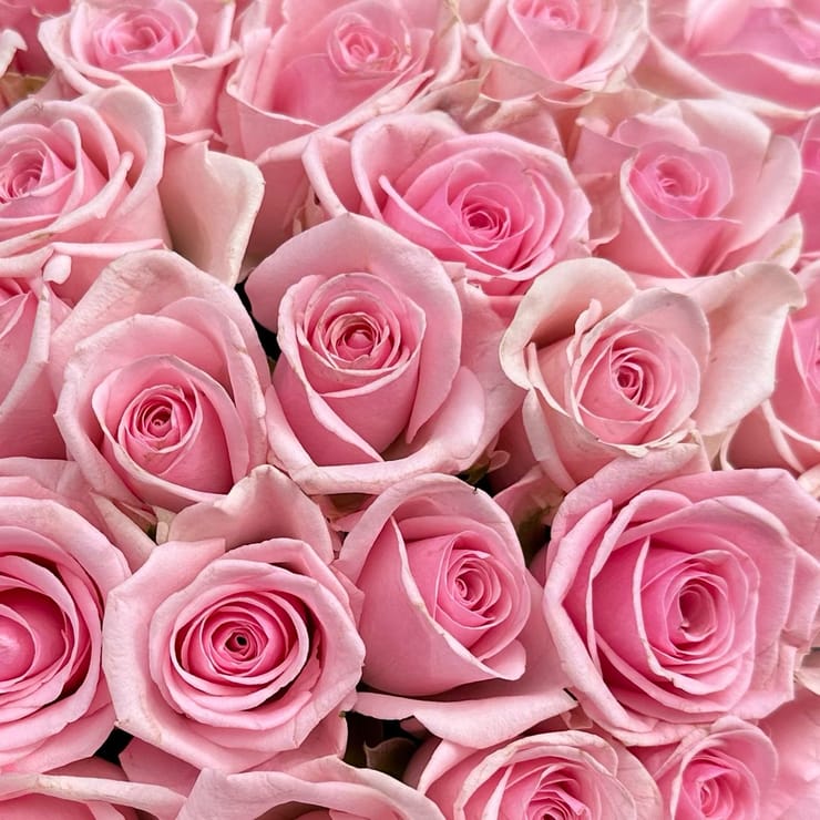 51 pink roses Kenia – доставка цветов в Pusan