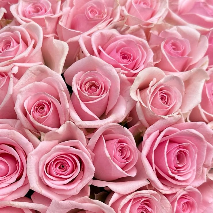 51 pink roses Kenia – flower delivery in Menzingen