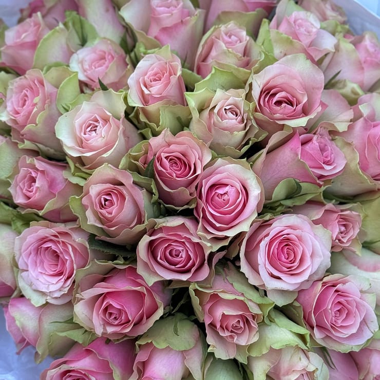 51 рожева троянда Кенія  – доставка квітів у Вентспілс