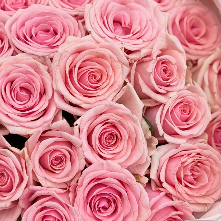 51 рожева троянда Кенія , Шен'ян