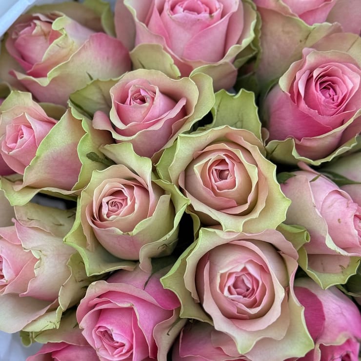 25 рожевих троянд Кенія – доставка квітів у Варна