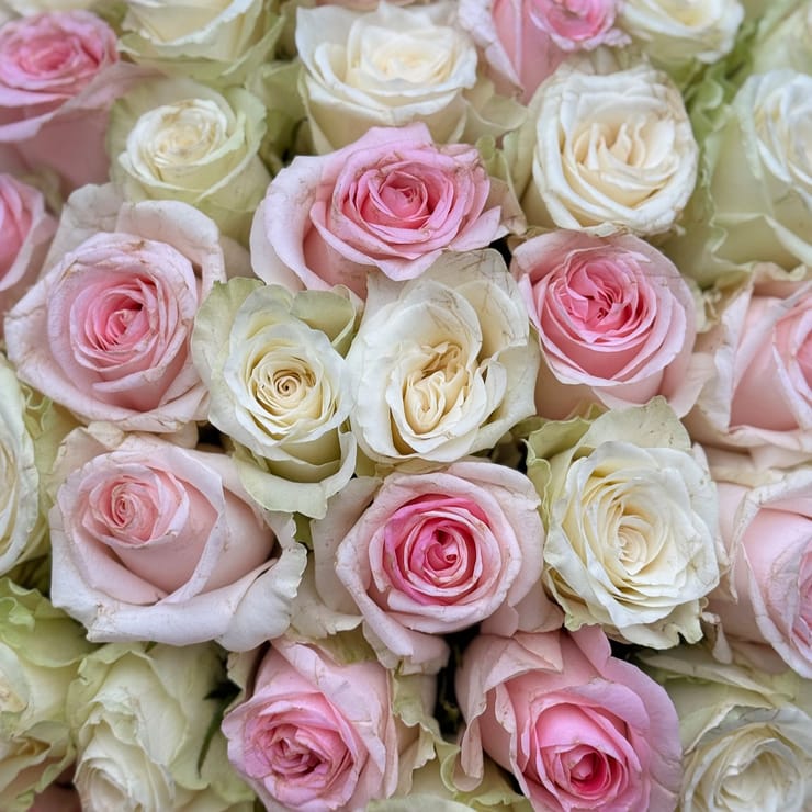 51 розовая и белая роза Кения – доставка цветов в Юбилейное (Запорожская область)