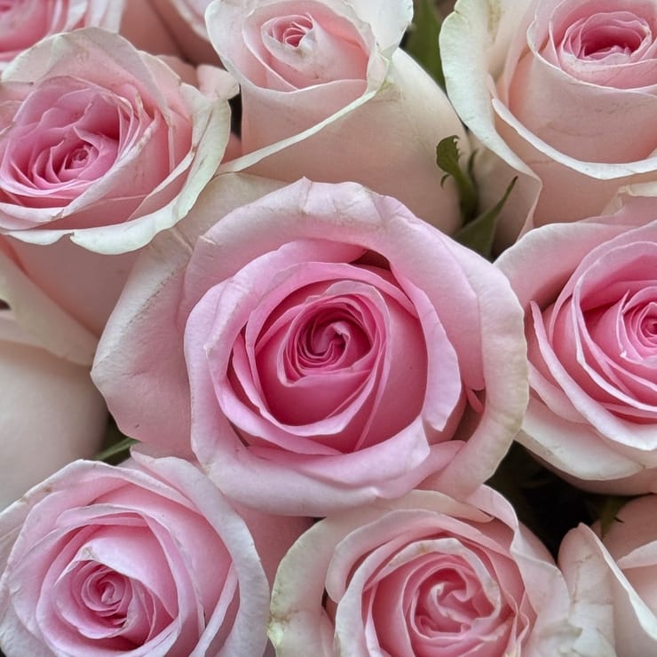 Розовые розы в коробке – доставка цветов в Желтое