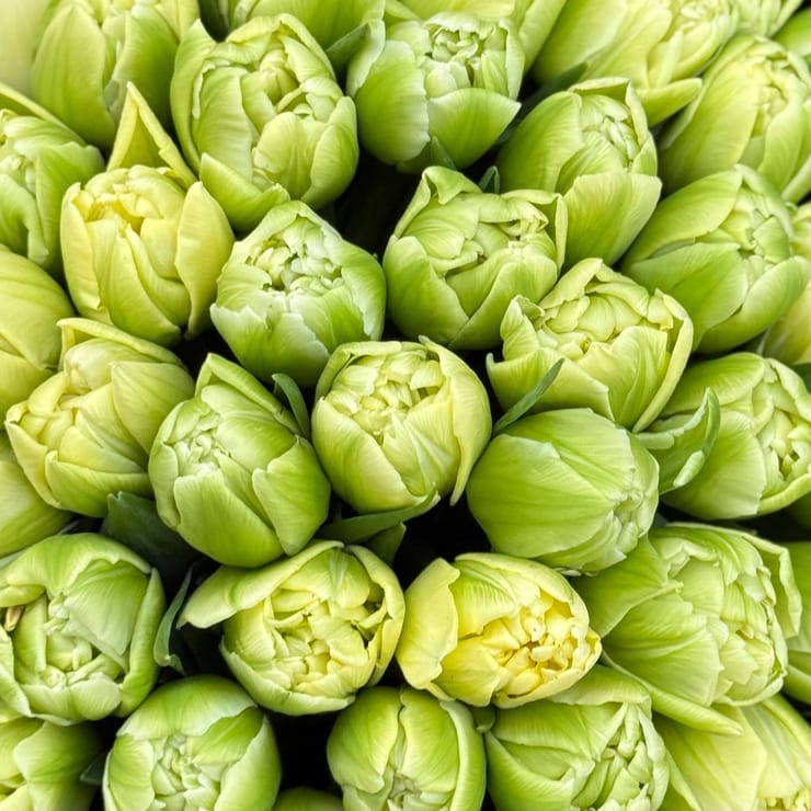 51 тюльпан Verona – доставка квітів у Київ