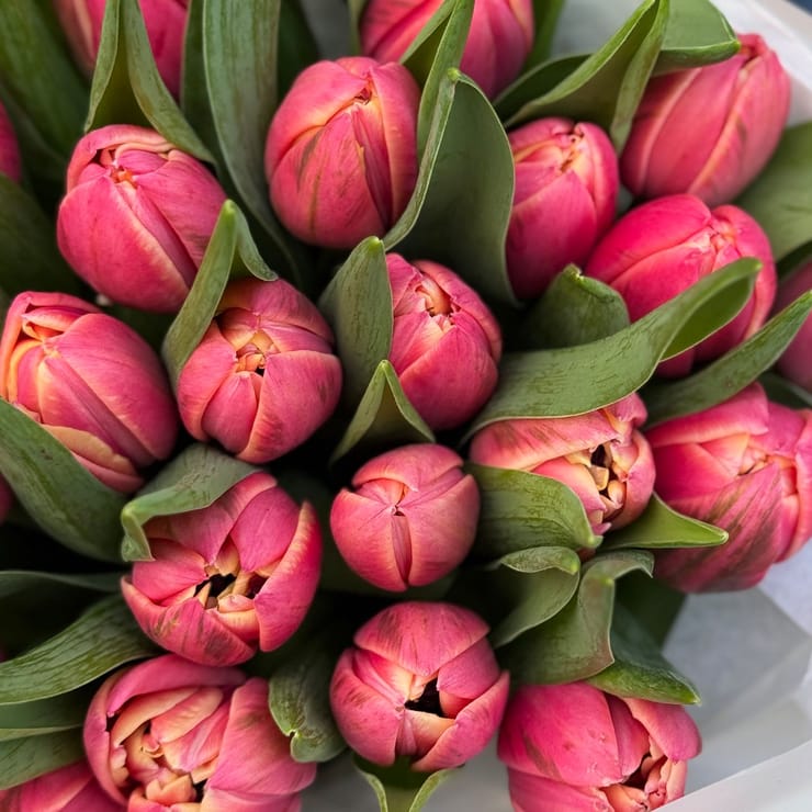 25 tulips Columbus – flower delivery in Ri